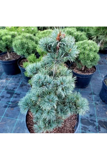 Pinus parviflora Bergman полив